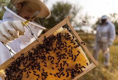 Beekeeping 