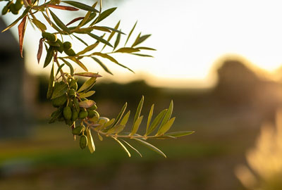 Traditional olive harvest