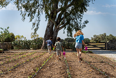 Children's vegetable garden