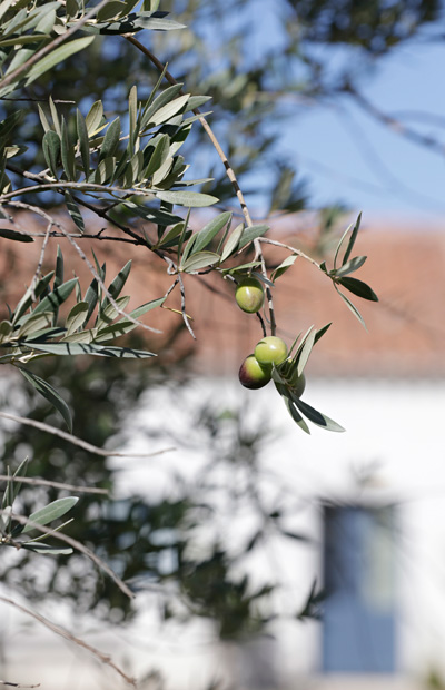 olive tree detail