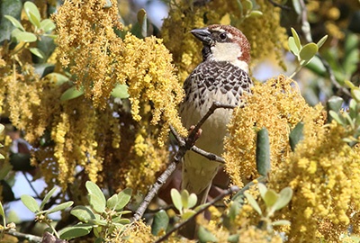 Birding