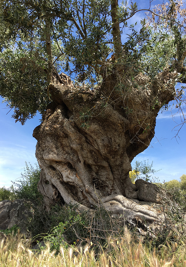 twisted olive tree
