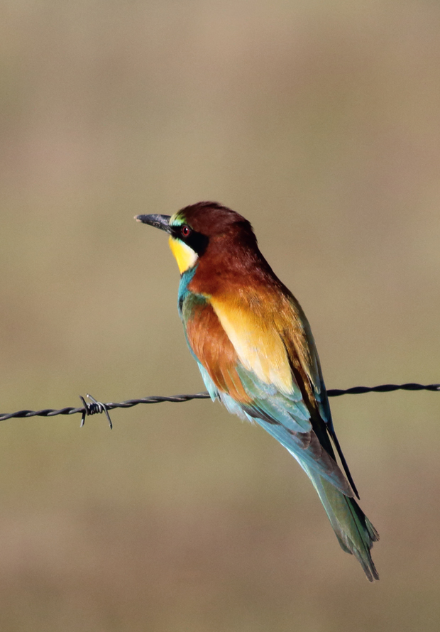 Bird bee eater
