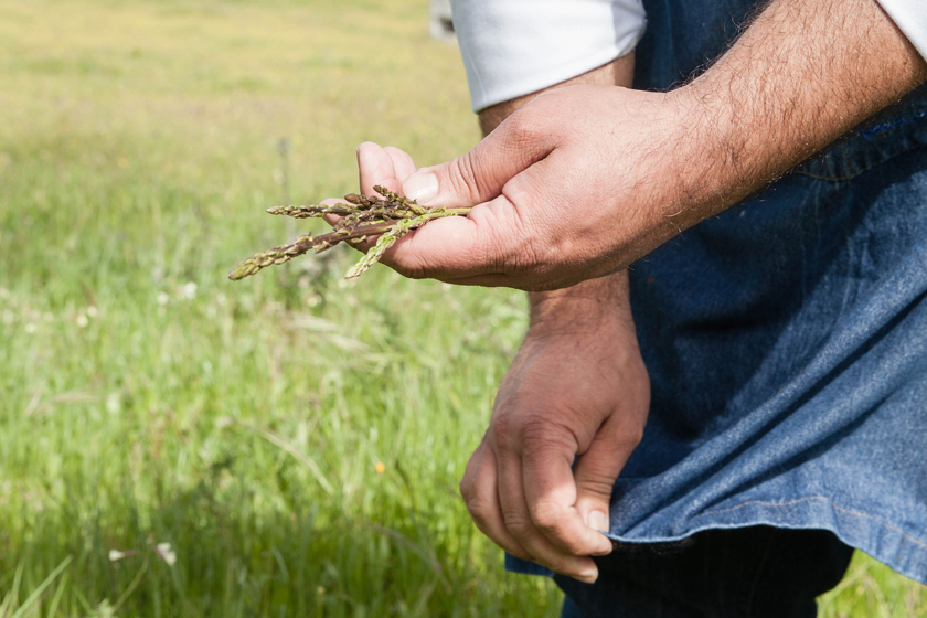 asparagus picking