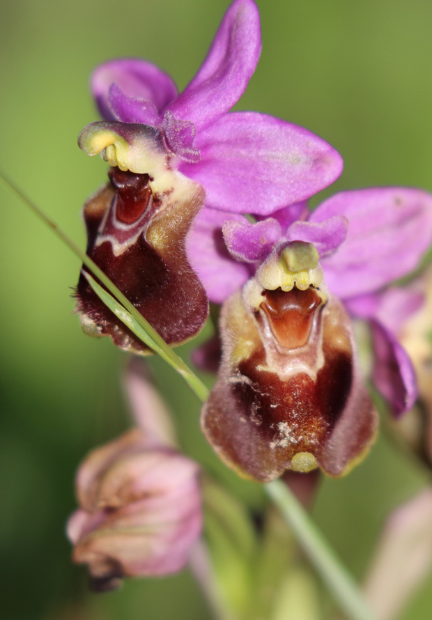 Orchid