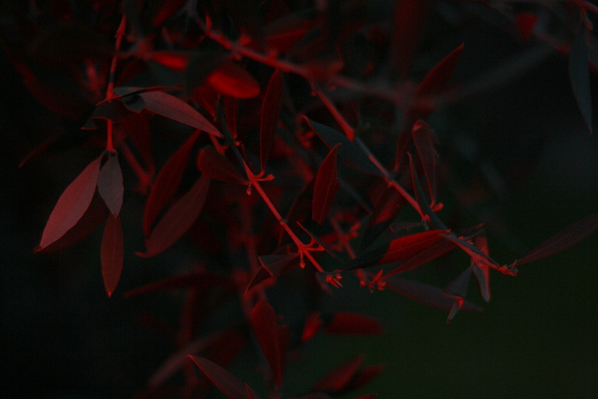 leaves