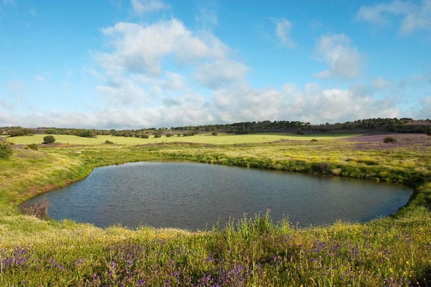 estate small pond