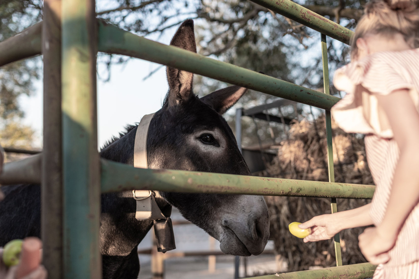 donkey