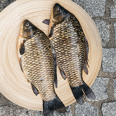 fish