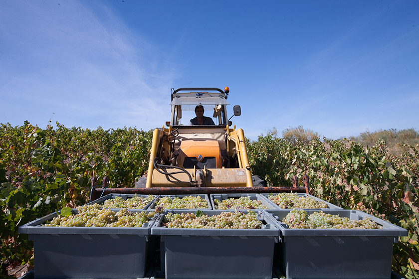 The 2015 grape harvest