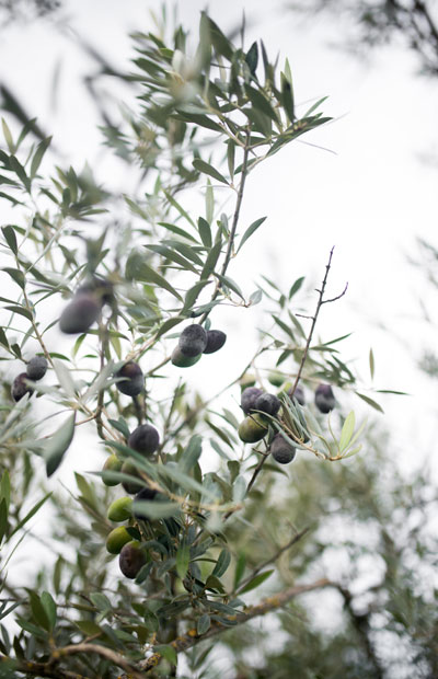 olives