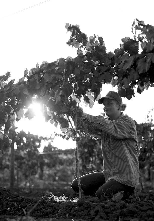 grapes manual harvest